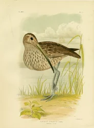 Australischer Brachvogel oder Fernöstlicher Brachvogel, 1891